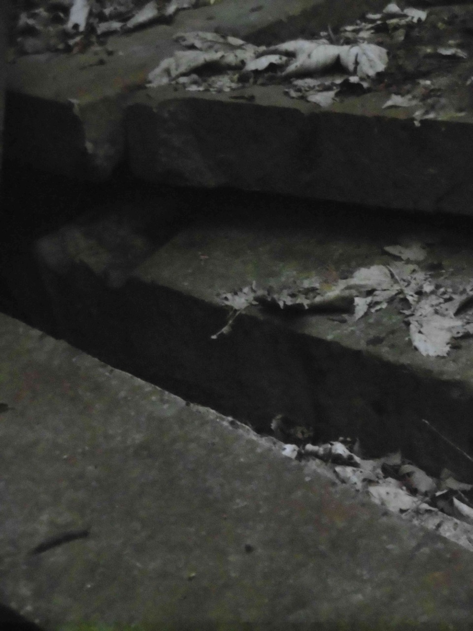 Image 36
